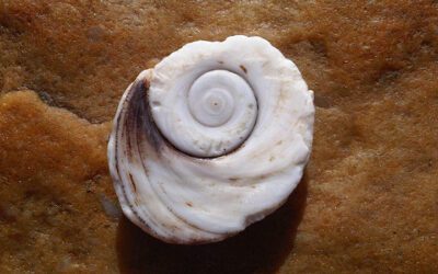 TERTULIA Nº 12. La importancia de la Geología para la Arqueología