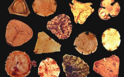 Tertulia 11. Palinología: Los Pólenes como Cápsulas del Tiempo en la Arqueología