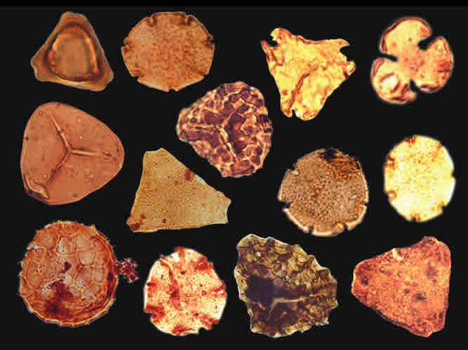 plolenes. Pólenes y arqueología