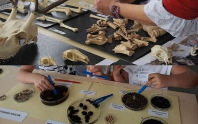 Taller »Semillas y huesos que cuentan historias: la alimentación del pasado a partir de la arqueobiología»  Exposición »Convivium. Arqueología de la dieta mediterránea»